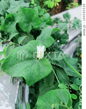 Close up of ivy gourd plant  104585538