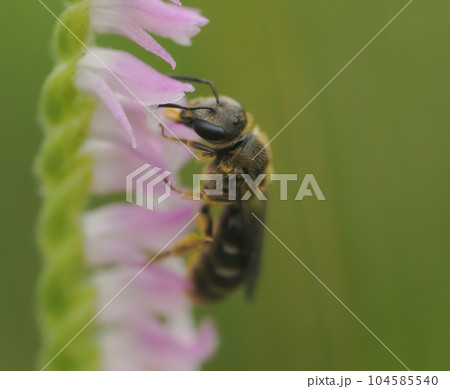 ねじれていないネジバナの花にやってきたハチ ねじれていないネジバナの花にやってきたハチ 104585540