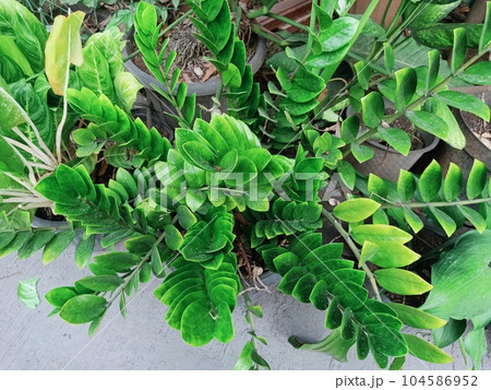 Close up view of zz plant  104586952