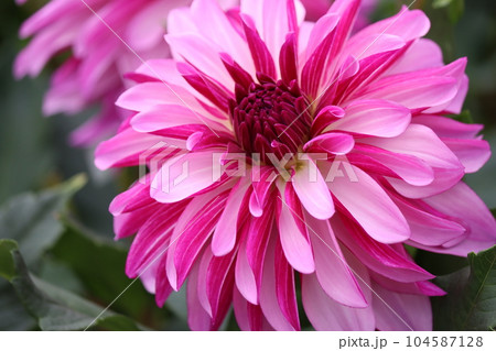 華やかで豪華なダリアの花は花壇の主役ー壱 104587128