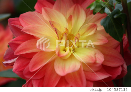 花色が鮮明で豪華なダリアの花ー弐 花色が鮮明で豪華なダリアの花ー弐 104587133