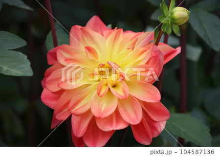 花色が鮮明で豪華なダリアの花ー六 花色が鮮明で豪華なダリアの花ー六 104587136