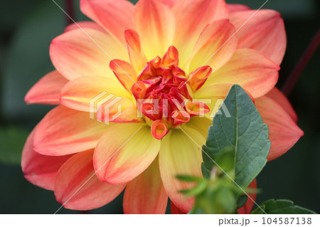 花色が鮮明で豪華なダリアの花ー八 花色が鮮明で豪華なダリアの花ー八 104587138