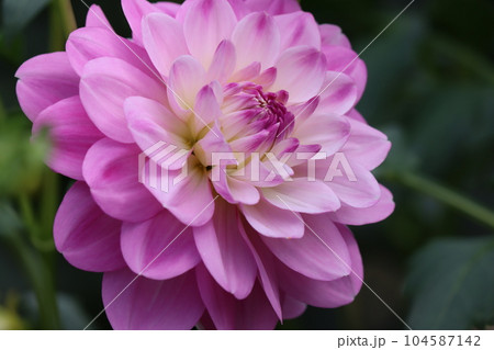 華やかで豪華なダリアの花は花壇の主役ー五 104587142