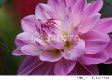 華やかで豪華なダリアの花は花壇の主役ー八 104587146