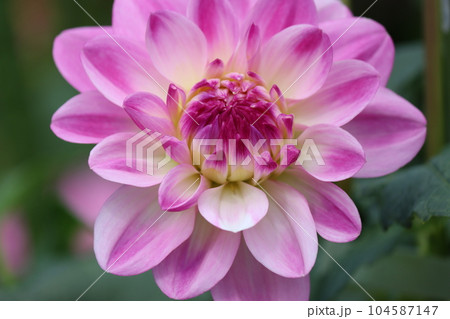 華やかで豪華なダリアの花は花壇の主役ー九 華やかで豪華なダリアの花は花壇の主役ー九 104587147