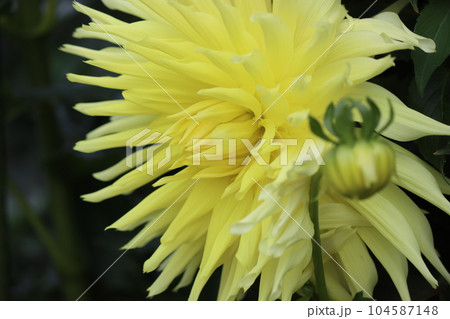 古くから親しまれてきた春植え球根のダリアの花ー五 104587148