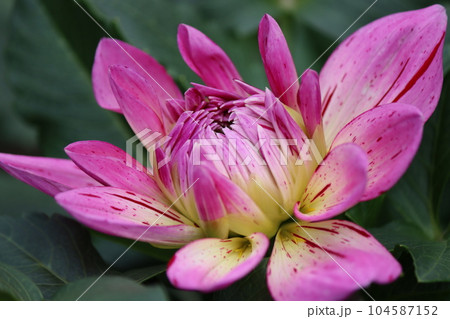 花色や咲き方のバリエーションが豊富なダリア 104587152