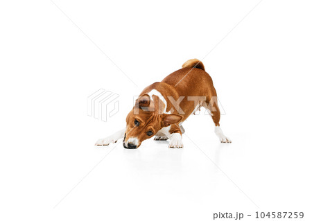 Playful, friendly, determined and courageous Basenji dog having fun over white studio background. Concept of animal care, fashion and ad Playful, friendly, determined and courageous Basenji dog having fun over white studio background. Concept of animal care, fashion and ad 104587259