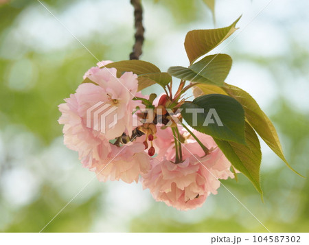 ヤエザクラ 104587302