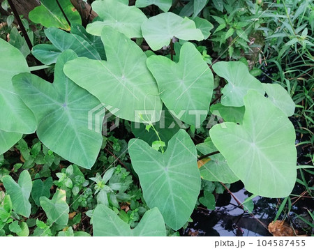 Close up view of cocoyam plant Close up view of cocoyam plant 104587455