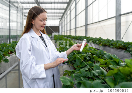 Young caucasian female fruit researcher in white gown holding Urea in PET preform bottle while working in indoor strawberries farm. 104590613