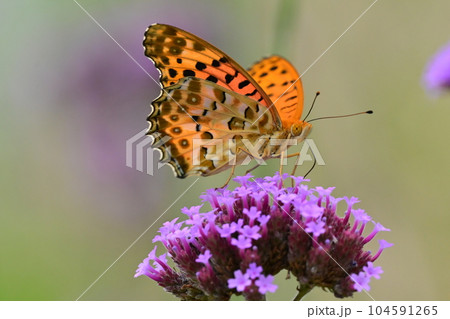 チョウ（ツマグロヒョウモン：オス）Indian Fritillary 104591265