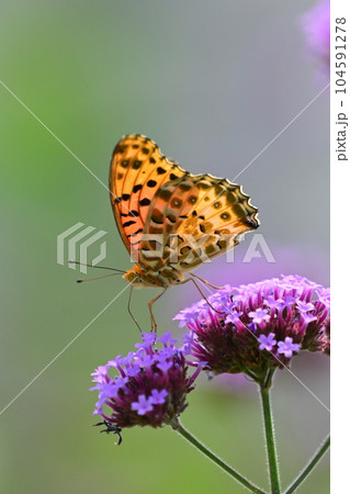 チョウ（ツマグロヒョウモン：オス）Indian Fritillary 104591278