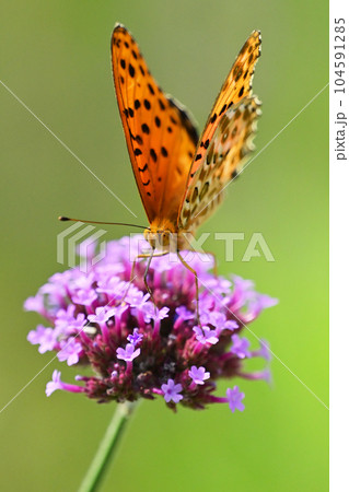 チョウ（ツマグロヒョウモン：オス）Indian Fritillary 104591285