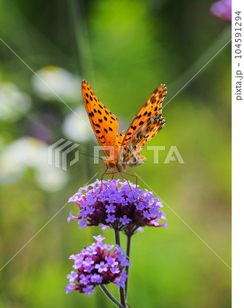 チョウ（ツマグロヒョウモン：オス）Indian Fritillary 104591294