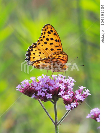 チョウ(ツマグロヒョウモン:オス)Indian Fritillary チョウ(ツマグロヒョウモン:オス)Indian Fritillary 104591304