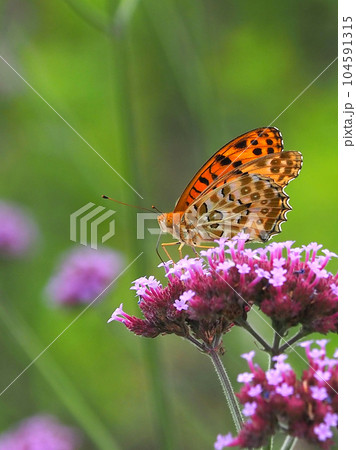 チョウ(ツマグロヒョウモン:オス)Indian Fritillary チョウ(ツマグロヒョウモン:オス)Indian Fritillary 104591315