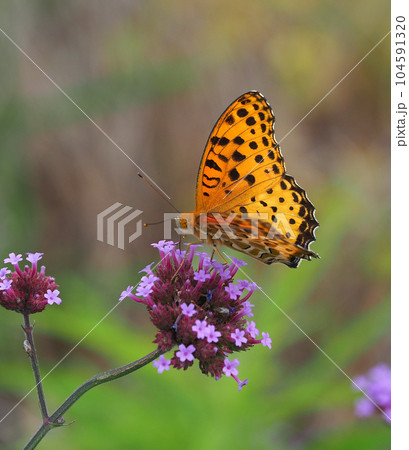 チョウ(ツマグロヒョウモン:オス)Indian Fritillary チョウ(ツマグロヒョウモン:オス)Indian Fritillary 104591320