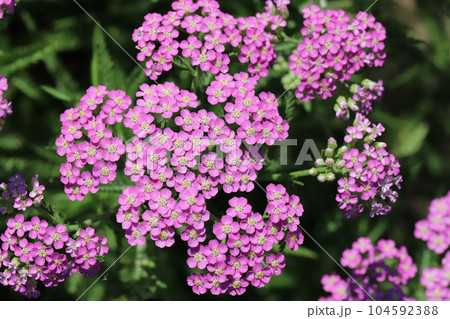 初夏の庭に咲くノコギリソウのピンク色の花 初夏の庭に咲くノコギリソウのピンク色の花 104592388