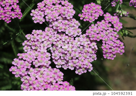 初夏の庭に咲くノコギリソウのピンク色の花 104592391