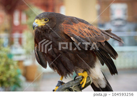 A photograph of a Harris Hawk perched on a gauntlet 104593256
