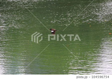 池の上を1羽のインドハッカが飛ぶタイバンコクの公園の風景 104596754