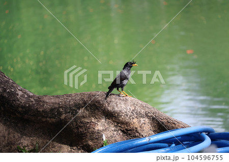 池のそばの大きな樹の幹のオオハッカがとまるタイのバンコクの公園の風景 104596755