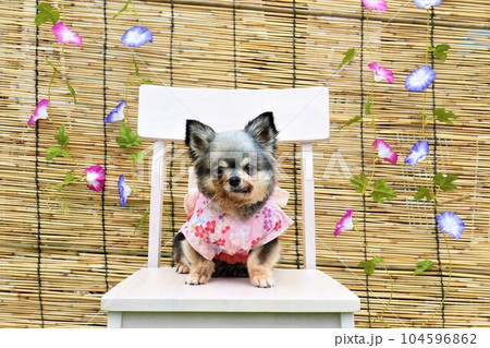 朝顔を背景にしてピンクの浴衣姿で可愛く見つめるロングコートチワワの夢羽ちゃん♡ 104596862