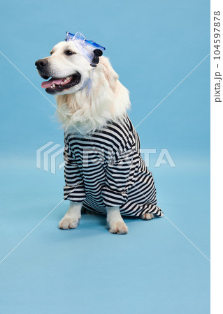 Smiling, happy, purebred dog, golden retriever wearing striped shirt and swimming glasses against blue studio background 104597878