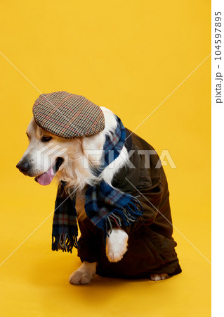 Cute, beautiful purebred dog, golden retriever wearing retro cap, scarf and coat against yellow studio background Cute, beautiful purebred dog, golden retriever wearing retro cap, scarf and coat against yellow studio background 104597895