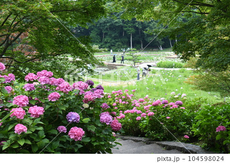 ときわ公園のアジサイ ときわ公園のアジサイ 104598024