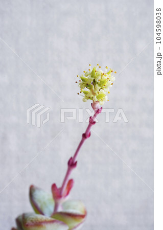 同じ所にまた極小さな「星の王子」(多肉植物)の花が咲いた_1 同じ所にまた極小さな「星の王子」(多肉植物)の花が咲いた_1 104598038