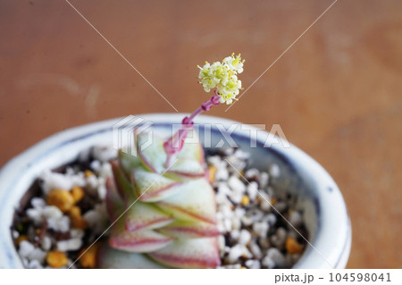 同じ所にまた極小さな「星の王子」(多肉植物)の花が咲いた_4 104598041