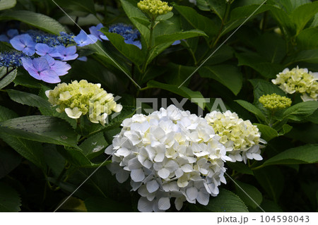 ときわ公園のアジサイ ときわ公園のアジサイ 104598043