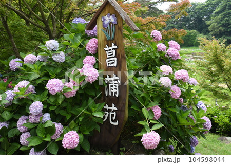 ときわ公園のアジサイ ときわ公園のアジサイ 104598044