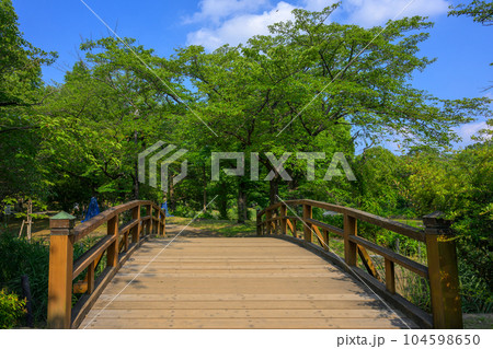 新緑に映える橋 草加市そうか公園 新緑に映える橋 草加市そうか公園 104598650