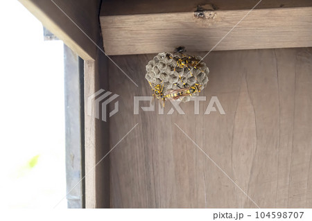 軒下にできたセグロアシナガバチの巣と幼虫と卵 104598707