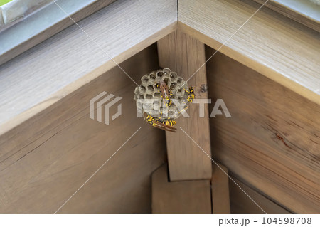 軒下にできたセグロアシナガバチの巣と幼虫と卵 104598708