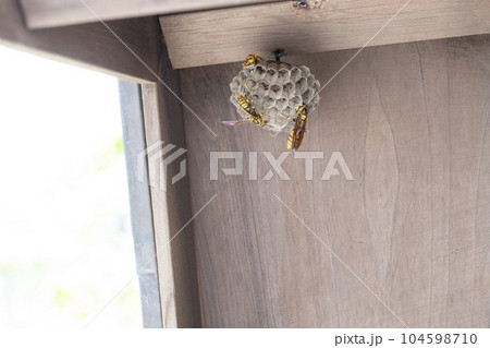 軒下にできたセグロアシナガバチの巣と幼虫と卵 軒下にできたセグロアシナガバチの巣と幼虫と卵 104598710