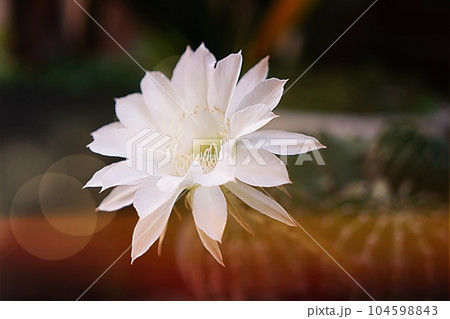 cactus flower 104598843