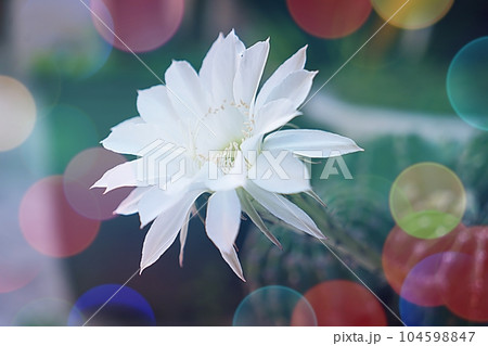cactus flower 104598847