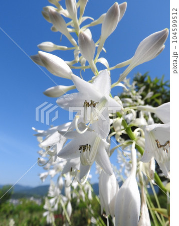 ギボウシの花 104599512