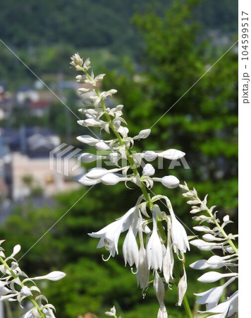 ギボウシの花 104599517