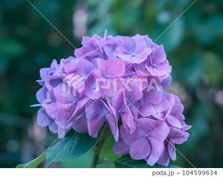 赤色の紫陽花 赤色の紫陽花 104599634