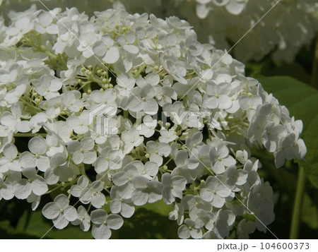 季節　みちのくあじさい園　岩手県　紫陽花 104600373