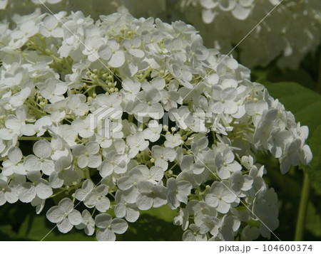 みちのくあじさい園 岩手県 紫陽花 お花 みちのくあじさい園 岩手県 紫陽花 お花 104600374