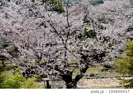 姫路城と桜 姫路城と桜 104600437