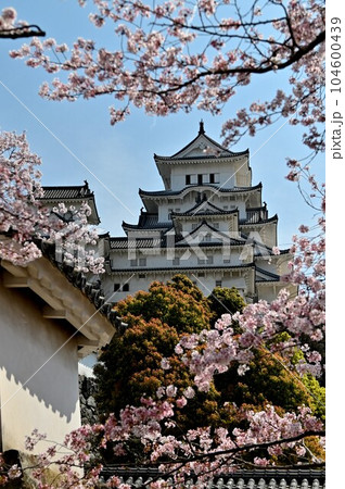 姫路城と桜 姫路城と桜 104600439