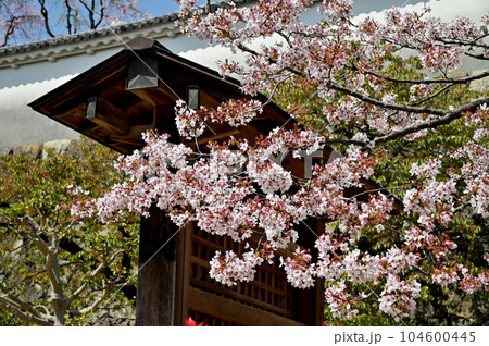 姫路城と桜 姫路城と桜 104600445